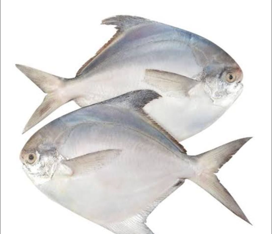 রুপচাঁদা  মাছ-৫০০ গ্রাম (ছোট)